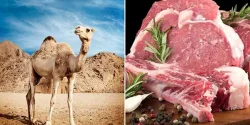 خواص گوشت دم شتر در طب سنتی برای لاغری و مضرات آن