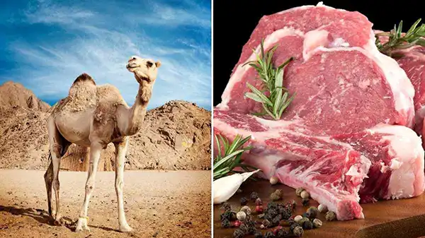 خواص گوشت دم شتر در طب سنتی برای لاغری و مضرات آن