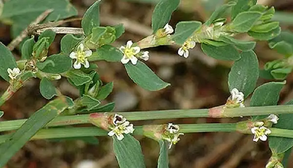 خواص علف هفت بند در طب سنتی برای لاغری و مضرات آن