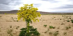 خواص آنغوزه در طب سنتی برای لاغری و مضرات آن