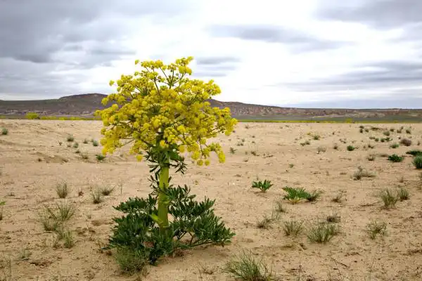 خواص آنغوزه در طب سنتی برای لاغری و مضرات آن