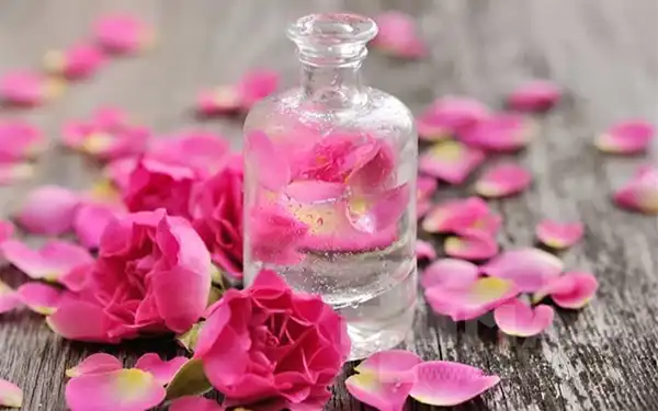 خواص عرق نسترن در طب سنتی برای لاغری و مضرات آن