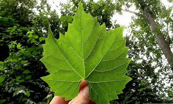 خواص اشک مو در طب سنتی برای لاغری و مضرات آن