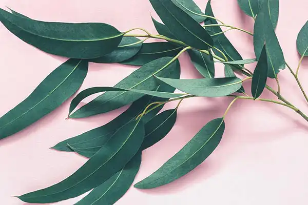 خواص برگ اکالیپتوس در طب سنتی برای لاغری و مضرات آن