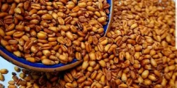 خواص گندم بو داده در طب سنتی برای لاغری و مضرات آن