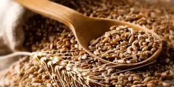 خواص گندم برشته در طب سنتی برای لاغری و مضرات آن