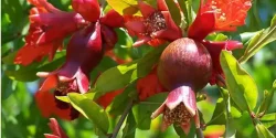 خواص گل انار در طب سنتی برای لاغری و مضرات آن