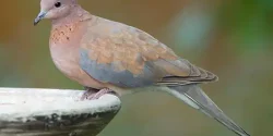 خواص گوشت قمری در طب سنتی برای لاغری و مضرات آن
