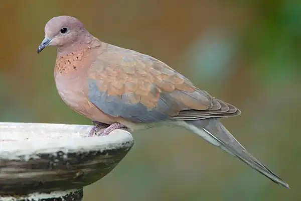 خواص گوشت قمری در طب سنتی برای لاغری و مضرات آن