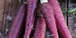 خواص هویج بنفش در طب سنتی برای لاغری و مضرات آن