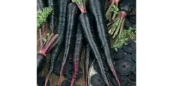 خواص هویج سیاه در طب سنتی برای لاغری و مضرات آن