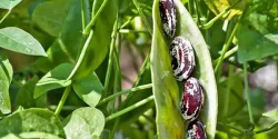 خواص لوبیا عروس در طب سنتی برای لاغری و مضرات آن