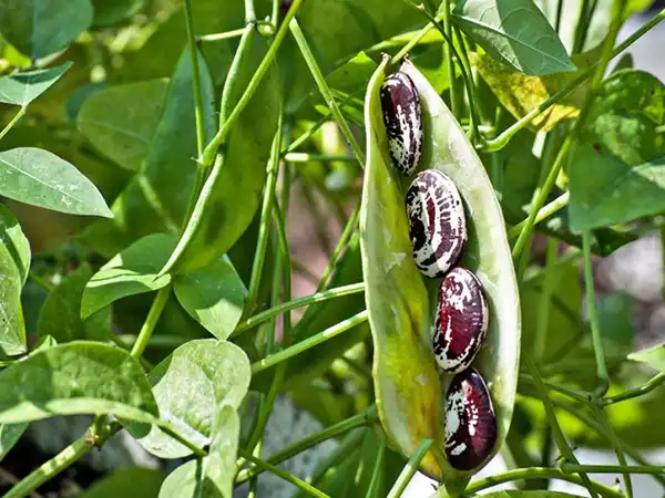 خواص لوبیا عروس در طب سنتی برای لاغری و مضرات آن