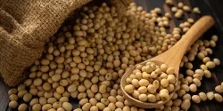 خواص لوبیا سویا در طب سنتی برای لاغری و مضرات آن