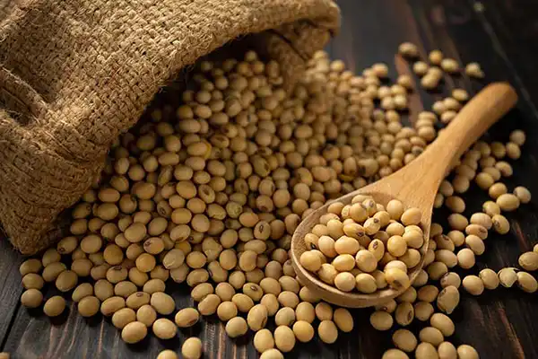 خواص لوبیا سویا در طب سنتی برای لاغری و مضرات آن