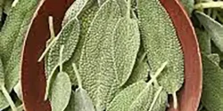 خواص دمنوش مریم گلی در طب سنتی برای لاغری و مضرات آن