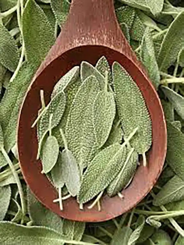 خواص دمنوش مریم گلی در طب سنتی برای لاغری و مضرات آن