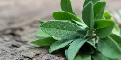 خواص مریم گلی در طب سنتی برای لاغری و مضرات آن
