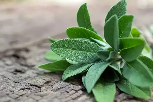 خواص مریم گلی در طب سنتی برای لاغری و مضرات آن