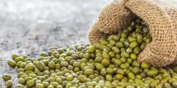 خواص ماش در طب سنتی برای لاغری و مضرات آن