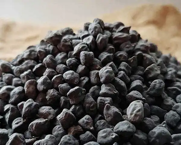 خواص نخود سیاه در طب سنتی برای لاغری و مضرات آن
