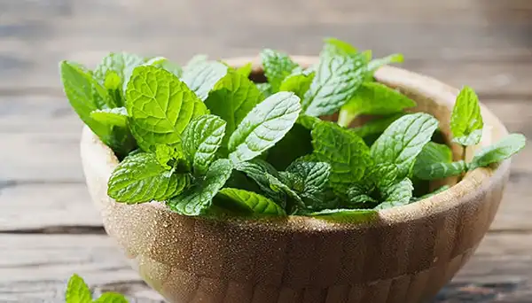 خواص عصاره نعناع در طب سنتی برای لاغری و مضرات آن