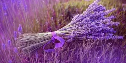 خواص اسطوخودوس در طب سنتی برای لاغری و مضرات آن