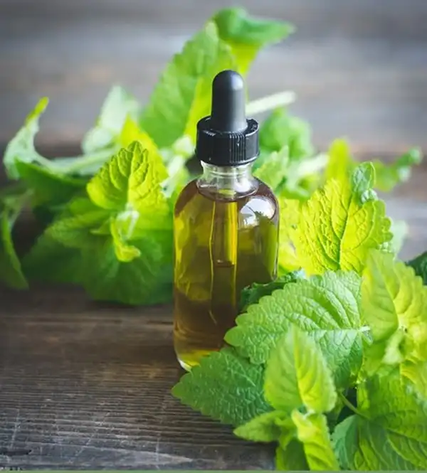 خواص روغن نعناع در طب سنتی برای لاغری و مضرات آن