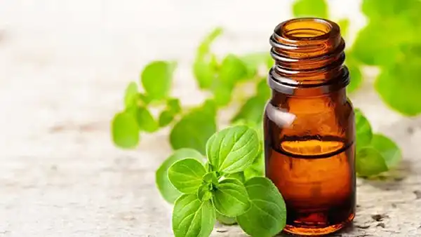 خواص روغن مرزنجوش در طب سنتی برای لاغری و مضرات آن