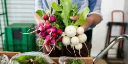 خواص شلغم فرنگی در طب سنتی برای لاغری و مضرات آن