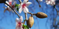 خواص شکوفه بادام در طب سنتی برای لاغری و مضرات آن
