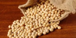 خواص سویا آجیلی در طب سنتی برای لاغری و مضرات آن