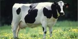 خواص زهله گاو در طب سنتی برای لاغری و مضرات آن