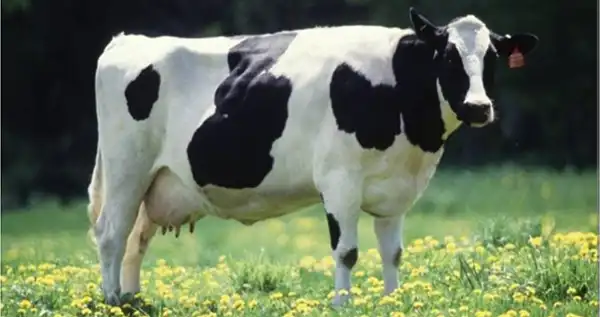 خواص زهله گاو در طب سنتی برای لاغری و مضرات آن
