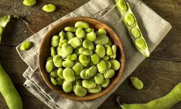 خواص باقلا در طب سنتی برای لاغری و مضرات آن