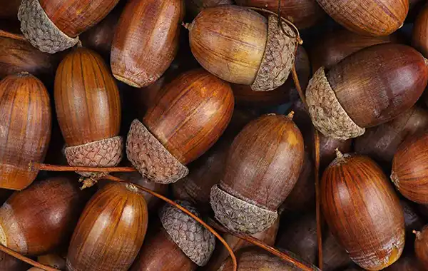 خواص بلوط در طب سنتی برای لاغری و مضرات آن