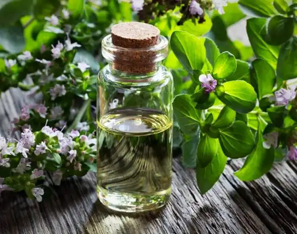 خواص عرق پونه در طب سنتی برای لاغری و مضرات آن