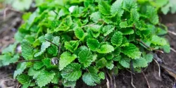 خواص بادرنجبویه در طب سنتی برای لاغری و مضرات آن