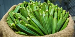 خواص بامیه در طب سنتی برای لاغری و مضرات آن
