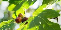 خواص برگ انجیر در طب سنتی برای لاغری و مضرات آن