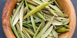 خواص برگ زیتون در طب سنتی برای لاغری و مضرات آن