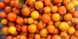 خواص کنار در طب سنتی برای لاغری و مضرات آن