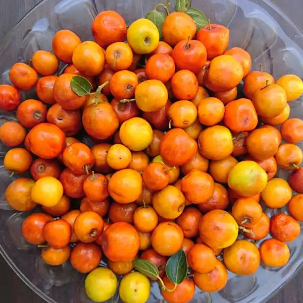 خواص کنار در طب سنتی برای لاغری و مضرات آن