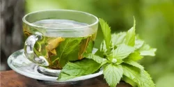 خواص دمنوش پونه در طب سنتی برای لاغری و مضرات آن