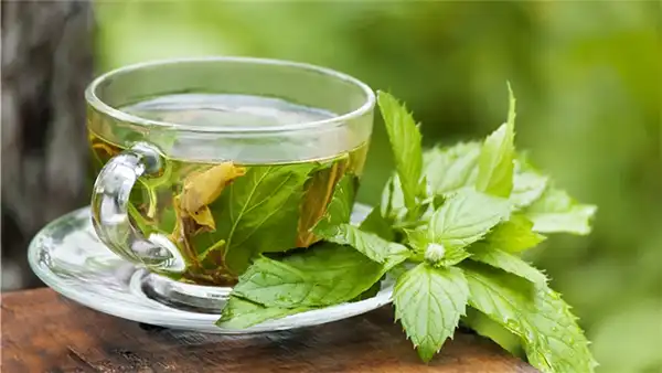 خواص دمنوش پونه در طب سنتی برای لاغری و مضرات آن