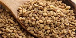 خواص دانه شنبلیله در طب سنتی برای لاغری و مضرات آن