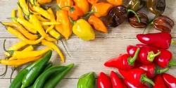 خواص فلفل در طب سنتی برای لاغری و مضرات آن