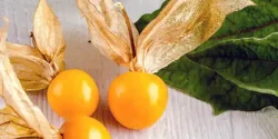 خواص فیسالیس در طب سنتی برای لاغری و مضرات آن