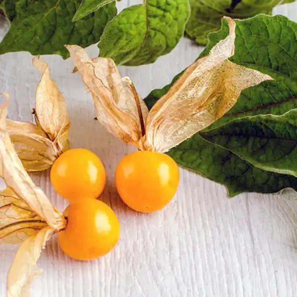 خواص فیسالیس در طب سنتی برای لاغری و مضرات آن