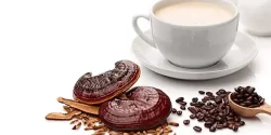 خواص قهوه گانودرما در طب سنتی برای لاغری و مضرات آن